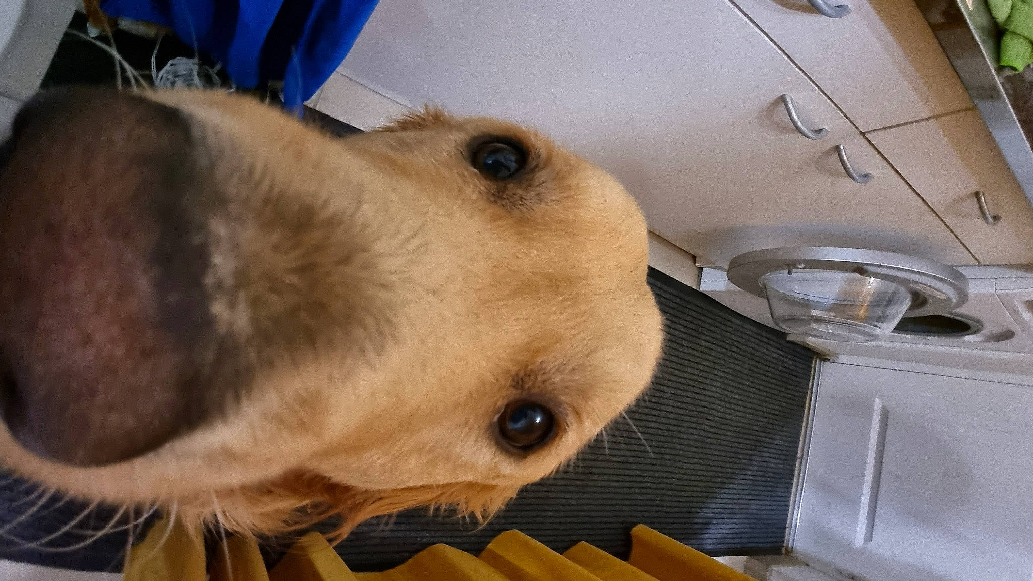 Pacha participe au concours pour gagner de l'argent avec cette photo : canidae, carnivore, collar, companion_dog, dog, dog_breed, dog_collar, dog_supply, ear, fawn, fur, jaw, liver, pet_supply, retriever, snout, sporting_group, whiskers, working_animal