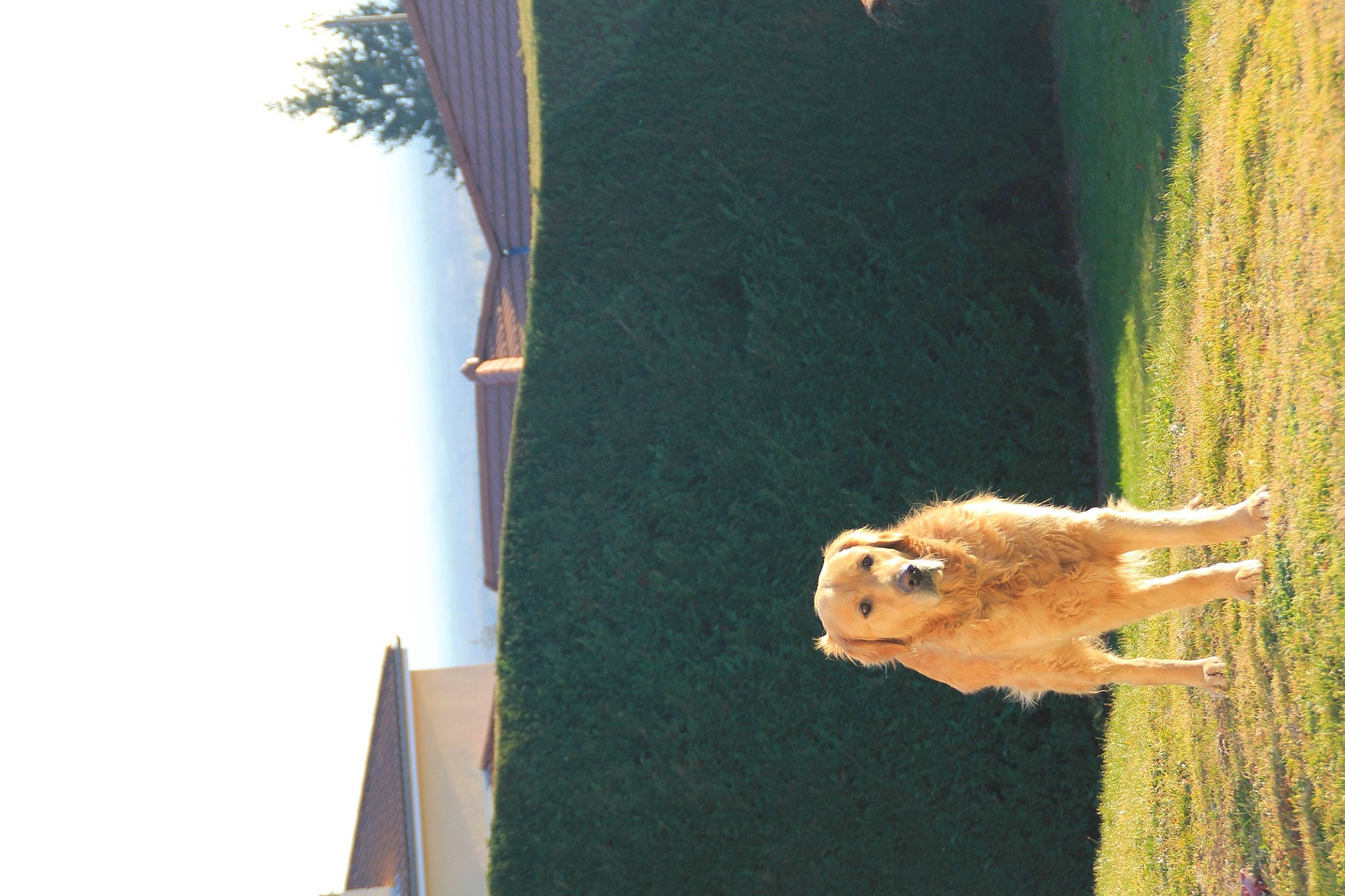 Pacha a rejoint le concours — aidez-le/la à gagner de superbes lots ! big_cats, canidae, door, felidae, fur, macaque, palm_tree, plant, rodent, sky, small_to_medium_sized_cats, sporting_group, tail, terrestrial_animal, tree, trunk, twig, whiskers, wildlife, wood