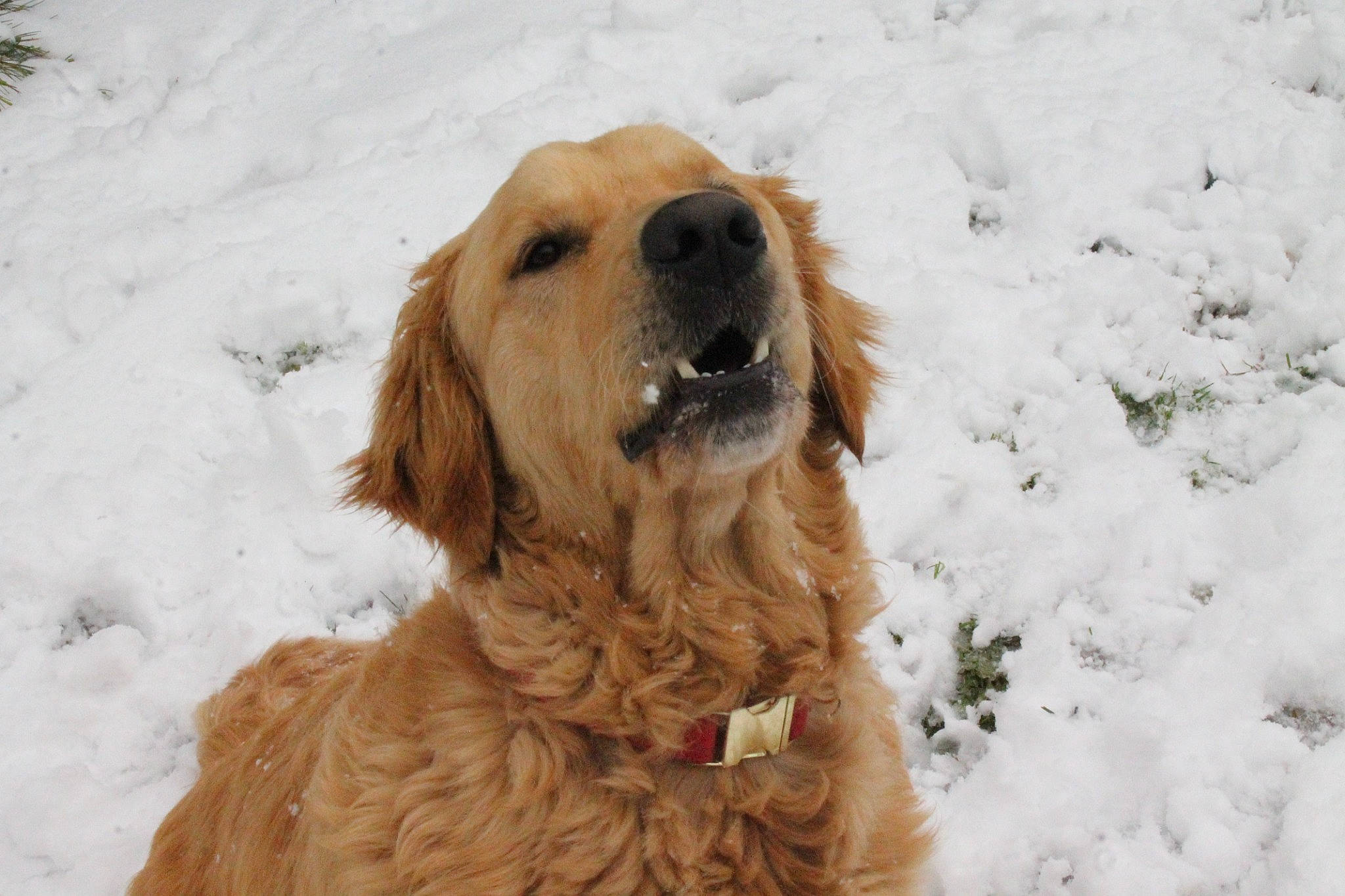Pacha participe au concours pour gagner de l'argent avec cette photo : canidae, carnivore, collar, companion_dog, dog, dog_breed, dog_collar, eye, fawn, freezing, fur, gun_dog, hunting_dog, liver, snout, snow, sporting_group, whiskers, winter, working_dog