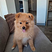 Chibi participe au concours pour gagner de l'argent avec cette photo : adorable, animal, couch, cushion, cute, dog, fluffy, golden, home, indoors, living_room, pet, portrait, puppy, shelving, sitting, sofa, tongue_out, trophies, wood_floor