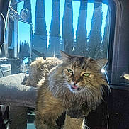 Dixie joined the competition — help win amazing prizes! cat, fluffy, scratching_post, vehicle_interior, window, sunlight, trees, pet, feline, tongue_out, green_eyes, indoor, animal, relaxing, daylight, seat, reflection, closeup, mammal, cute
