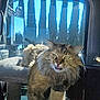 cat, fluffy, scratching_post, vehicle_interior, window, sunlight, trees, pet, feline, tongue_out, green_eyes, indoor, animal, relaxing, daylight, seat, reflection, closeup, mammal, cute