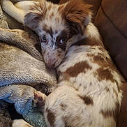 Cookie is registered to the contest to win money with this photo: animal, blanket, brown_spots, couch, cozy, curled_up, cute, dog, fur, furry, home, indoor, looking, pet, puppy, relaxed, resting, snuggled, soft_texture, young_dog