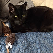Salem is registered to the contest to win money with this photo: black_cat, cat, pet, animal, feline, toy, stuffed_mouse, blue_blanket, bed, resting, alert, whiskers, ears, fur, indoor, cozy, closeup, sleepy, cute, domestic_cat