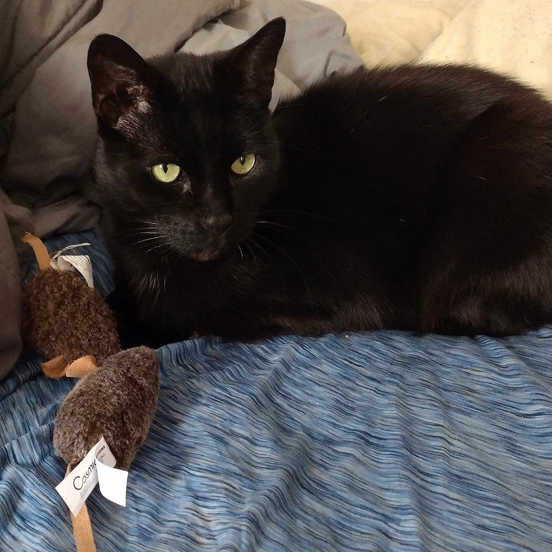 Salem is registered to the contest to win money with this photo: alert, animal, bed, black_cat, blue_blanket, cat, closeup, cozy, cute, domestic_cat, ears, feline, fur, indoor, pet, resting, sleepy, stuffed_mouse, toy, whiskers