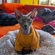 Vlad participe au concours pour gagner de l'argent avec cette photo : animal_portrait, background_blur, cat, cozy, curious, cute, domestic_animal, expressive_eyes, fluffy_bed, furniture, hairless_cat, indoor, large_ears, living_room, orange_couch, pet, pink_cushion, soft_texture, sphynx_cat, yellow_shirt