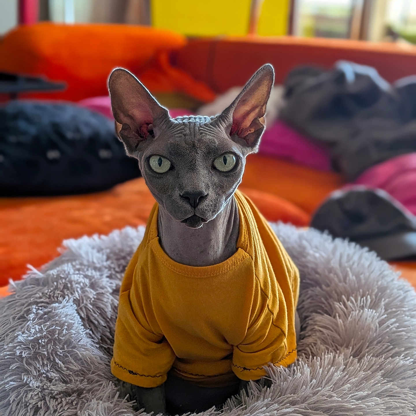 Vlad