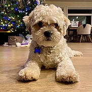 Milo is registered to the contest to win money with this photo: dog, puppy, fluffy, white_fur, pet, portrait, indoors, christmas_tree, christmas_lights, holiday, decorations, wooden_floor, sitting, lying_down, front_view, collar, bone_tag, living_room, furniture, home
