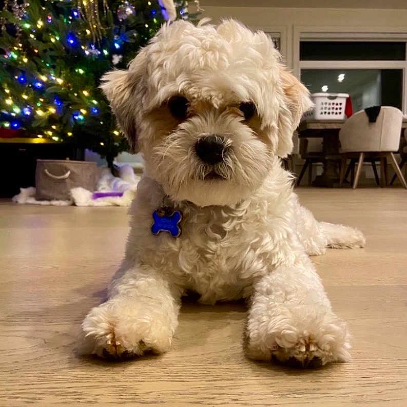 Milo is registered to the contest to win money with this photo: dog, puppy, fluffy, white_fur, pet, portrait, indoors, christmas_tree, christmas_lights, holiday, decorations, wooden_floor, sitting, lying_down, front_view, collar, bone_tag, living_room, furniture, home