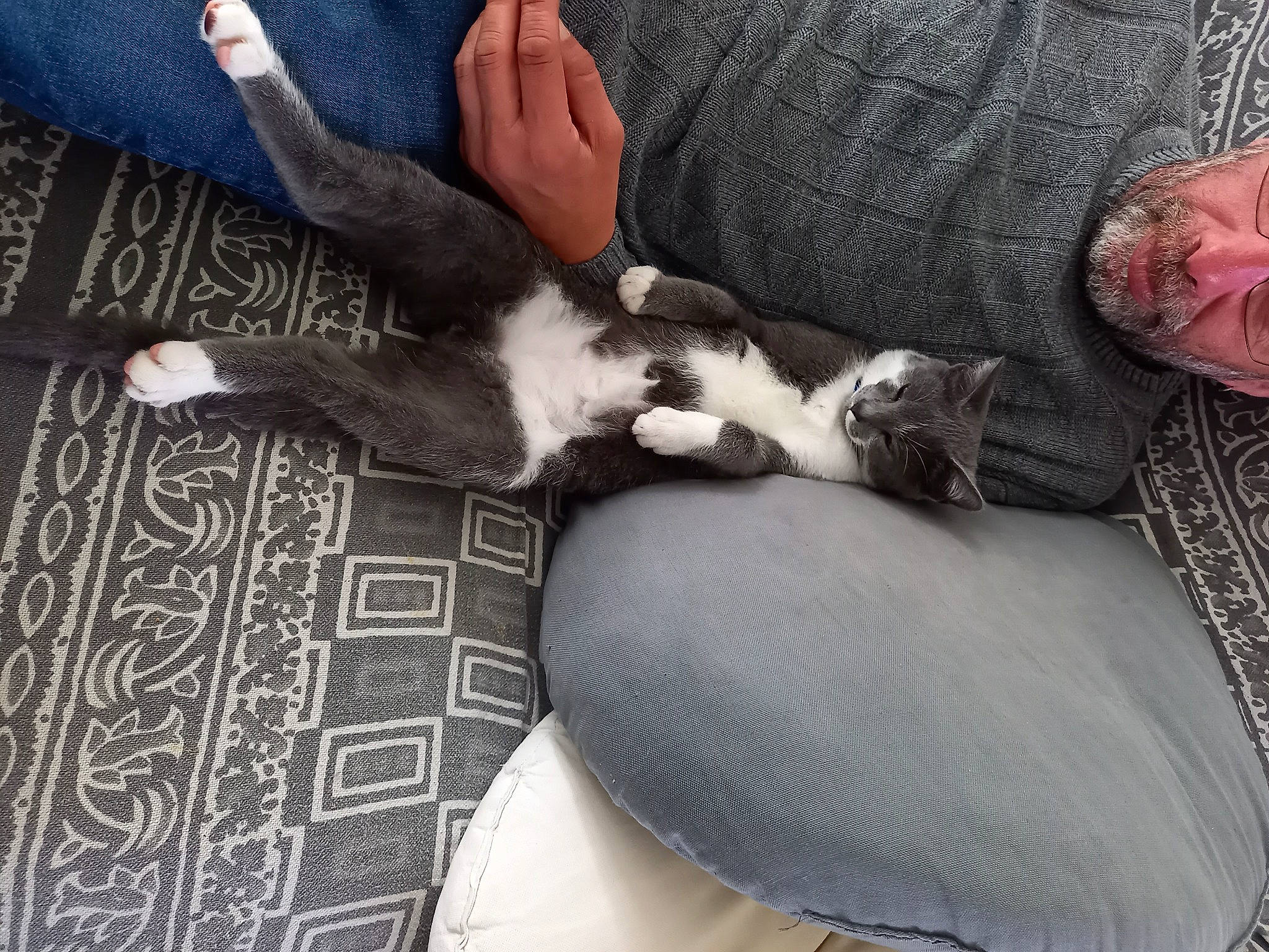 Tokyo participe au concours pour gagner de l'argent avec cette photo : carnivore, comfort, companion_dog, dog_breed, domestic_short_haired_cat, felidae, flooring, fur, grey, human_leg, knee, lap, nap, paw, shoe, sitting, small_to_medium_sized_cats, tail, thigh, whiskers