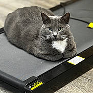 Momma joined the competition — help win amazing prizes! animal, calm, cat, close_up, domestic_cat, ears, exercise_equipment, feline, floor, flooring, fur, gray_cat, home, indoor, looking_at_camera, pet, quiet, resting, treadmill, whiskers