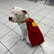 Mia Pearl is registered to the contest to win money with this photo: dog, white_dog, cape, superhero_cape, indoor, tiled_floor, sitting, pet, animal, collar, quiet, calm, cute, cape_emblem, floor_tiles, four_legs, ears, tail, nose, closed_eyes