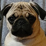 Sassy is registered to the contest to win money with this photo: pug, dog, pet, close_up, face, wrinkles, ears, black_nose, fur, expression, indoor, portrait, animal, cute, looking, head, mammal, companion, domestic, canine