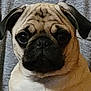 pug, dog, pet, close_up, face, wrinkles, ears, black_nose, fur, expression, indoor, portrait, animal, cute, looking, head, mammal, companion, domestic, canine