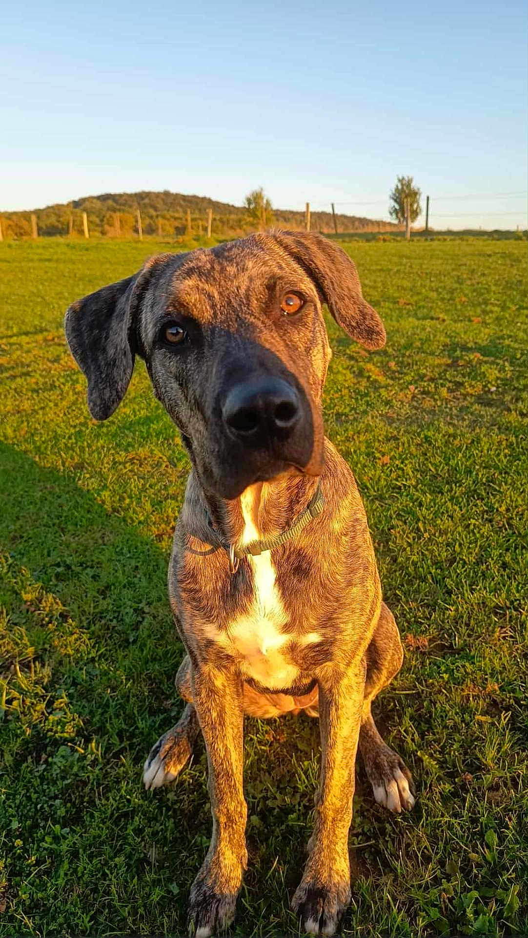 Arlette participe au concours pour gagner de l'argent avec cette photo : animal, brindle, canine, collar, curious, daylight, dog, ears, eyes, fence, field, grass, mammal, nature, nose, outdoor, pet, portrait, sitting, sunlight