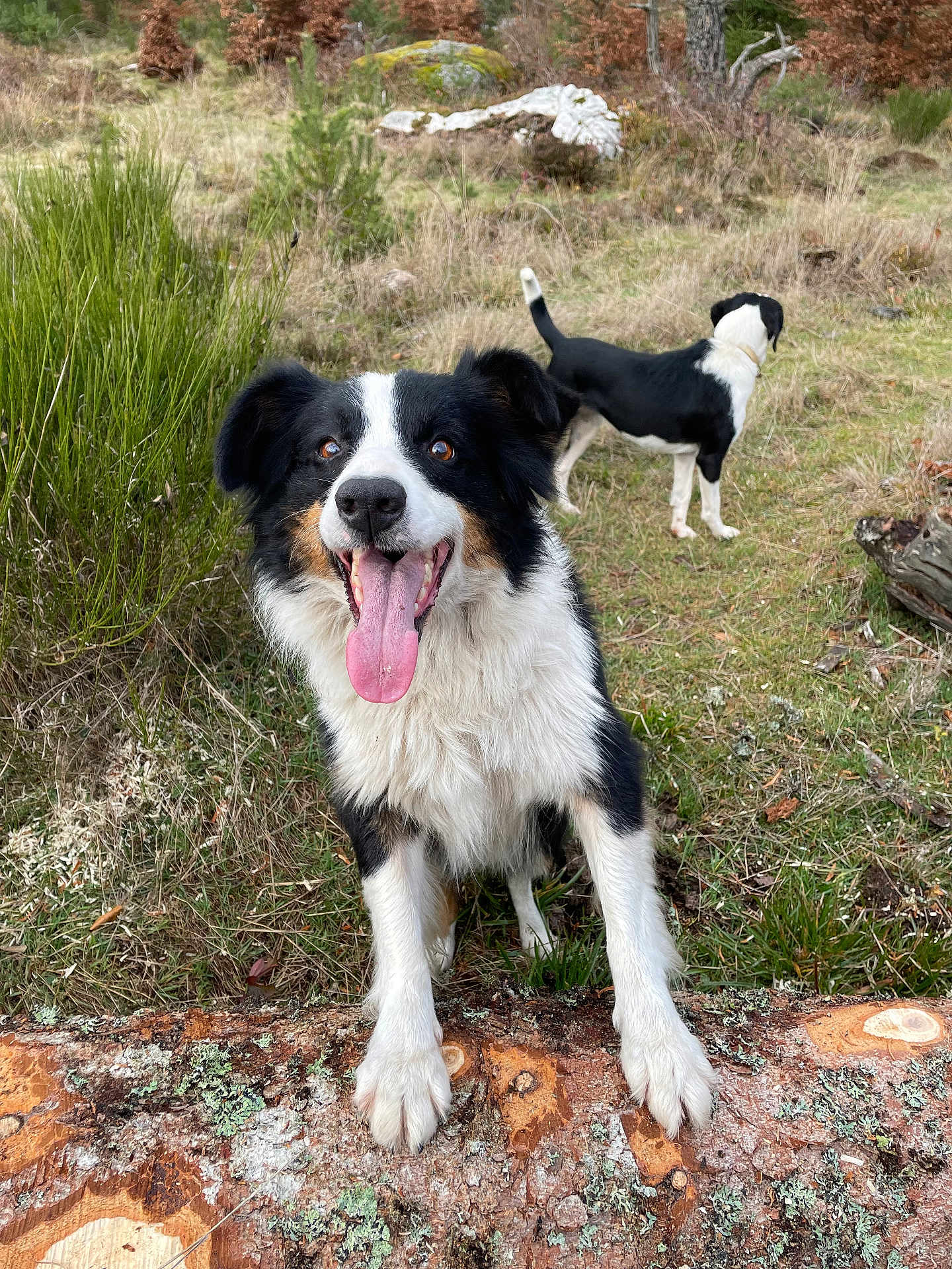 Nala participe au concours pour gagner de l'argent avec cette photo : dog, black_and_white, tongue_out, happy, outdoor, grass, log, nature, animal, pet, canine, playful, two_dogs, forest_floor, moss, tree_stump, alert, fur, ears, wildlife