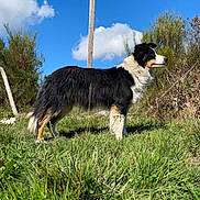 Nala a rejoint le concours — aidez-le/la à gagner de superbes lots ! dog, border_collie, grass, outdoor, blue_sky, clouds, nature, standing, animal, fur, canine, field, sunlight, plant, rural, pet, alert, daytime, side_view, mammal