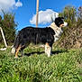 dog, border_collie, grass, outdoor, blue_sky, clouds, nature, standing, animal, fur, canine, field, sunlight, plant, rural, pet, alert, daytime, side_view, mammal