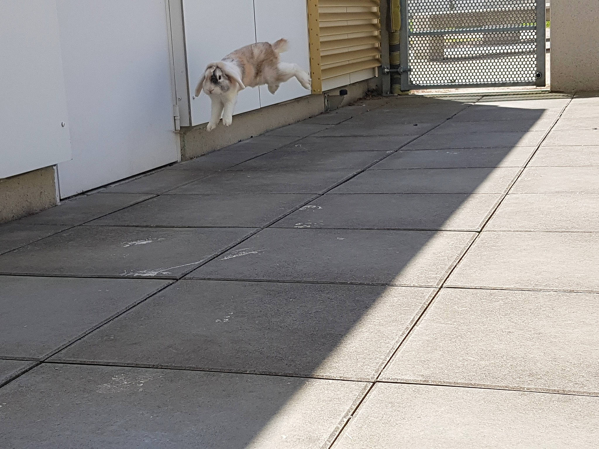 Dumbo participe au concours pour gagner de l'argent avec cette photo : asphalt, composite_material, concrete, driveway, floor, flooring, road_surface, sidewalk, tile, walkway