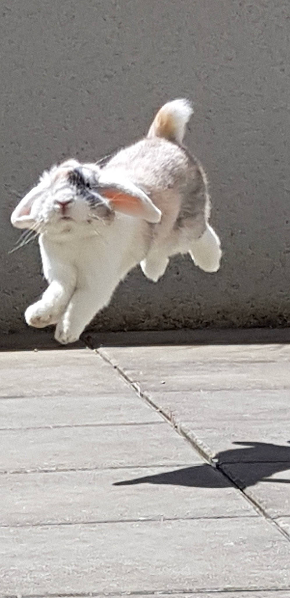 Dumbo a rejoint le concours — aidez-le/la à gagner de superbes lots ! aegean_cat, canidae, carnivore, cat, dog, dog_breed, felidae, leash, paw, puppy, shih_tzu, small_to_medium_sized_cats, tail, whiskers