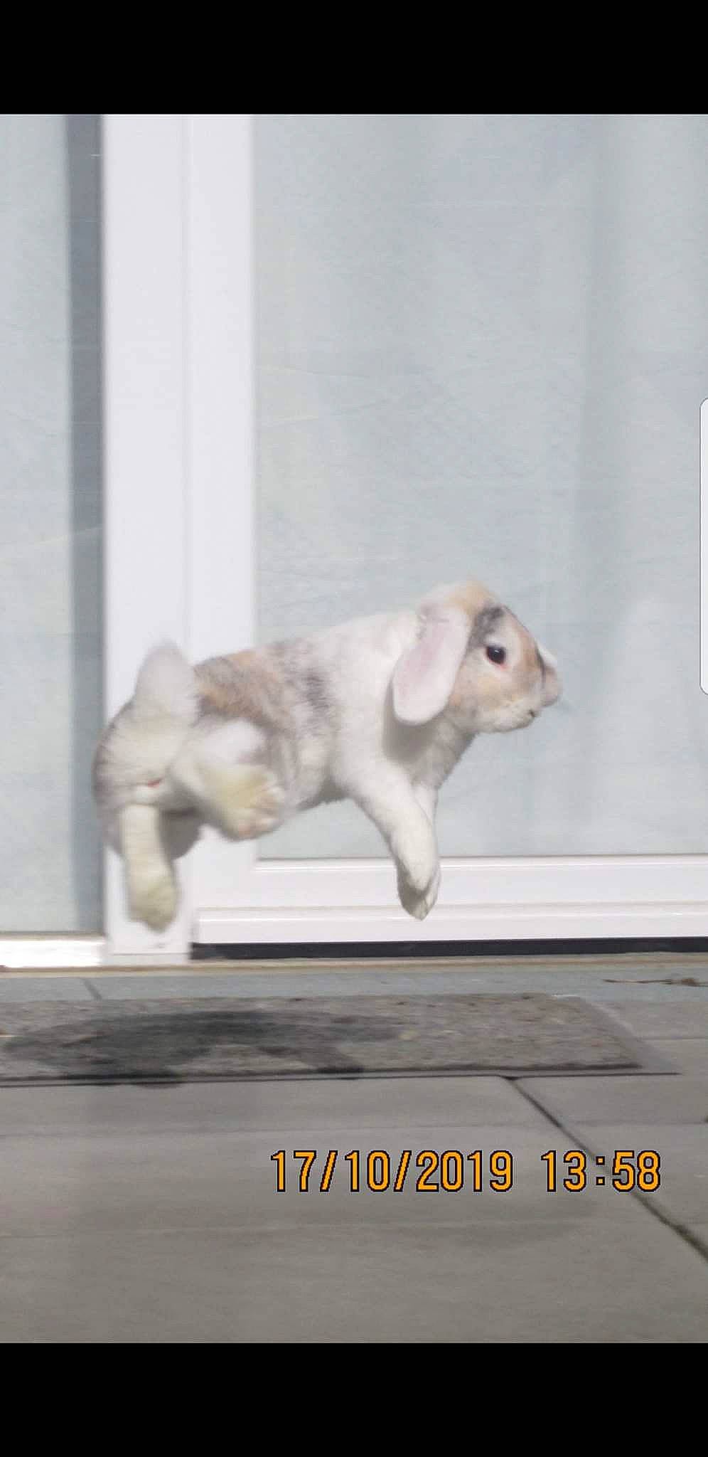 Dumbo participe au concours pour gagner de l'argent avec cette photo : canidae, companion_dog, dog, fawn, photo_caption, puppy, room, window