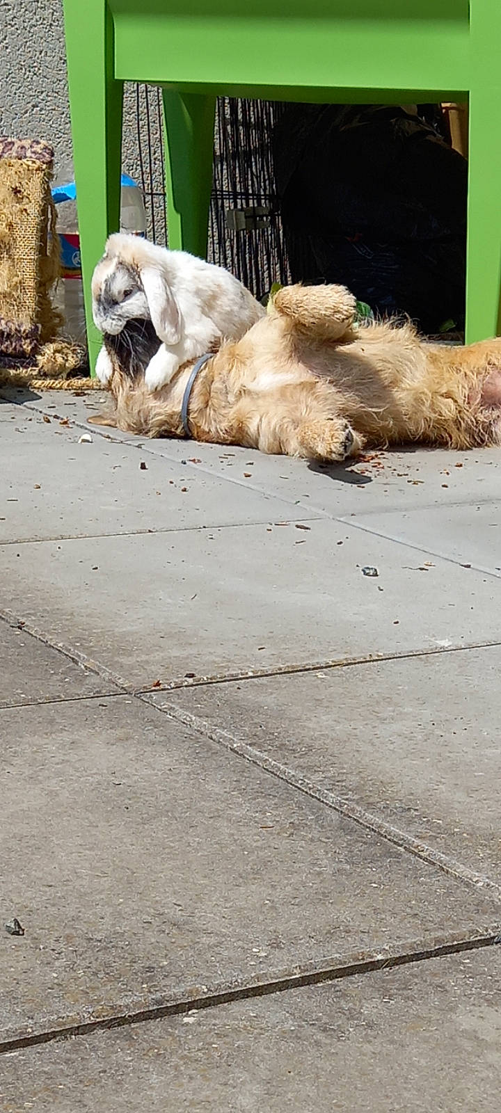 Newtton a rejoint le concours — aidez-le/la à gagner de superbes lots ! asphalt, big_cats, canidae, carnivore, companion_dog, dog_breed, fawn, felidae, fur, lion, masai_lion, road_surface, rolling, sidewalk, snout, tail, terrestrial_animal, tree, whiskers, wildlife