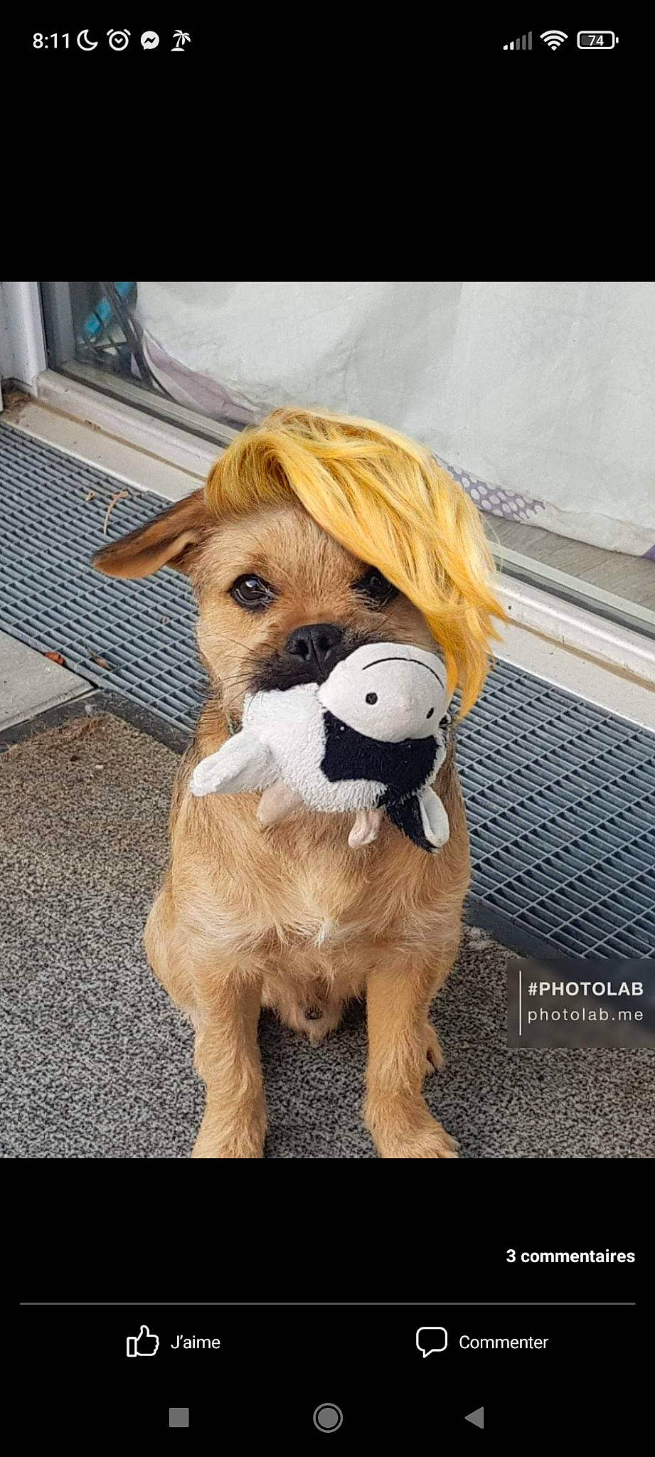 Newtton participe au concours pour gagner de l'argent avec cette photo : canidae, carnivore, companion_dog, dog_breed, fawn, fur, liver, livestock, pet_supply, plush, snout, sporting_group, stuffed_toy, tail, terrestrial_animal, toy, wood, working_animal