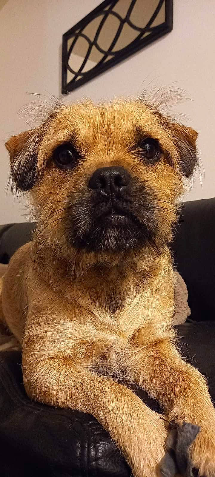 Newtton participe au concours pour gagner de l'argent avec cette photo : canidae, carnivore, companion_dog, dog, dog_breed, event, eye, fawn, fur, history, puppy, small_terrier, snout, sporting_group, terrestrial_animal, terrier, whiskers, wildlife, working_animal, working_terrier