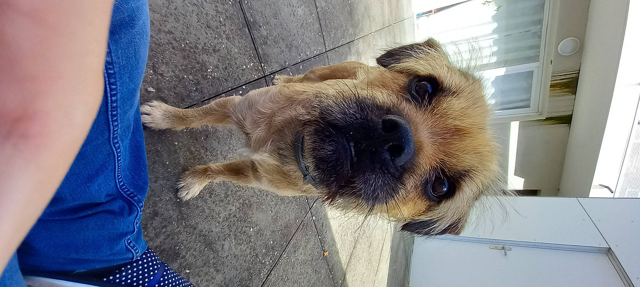 Newtton participe au concours pour gagner de l'argent avec cette photo : blue, canidae, carnivore, companion_dog, denim, dog, dog_breed, electric_blue, fawn, fur, pet_supply, small_terrier, snout, sporting_group, terrestrial_animal, terrier, working_animal, working_terrier