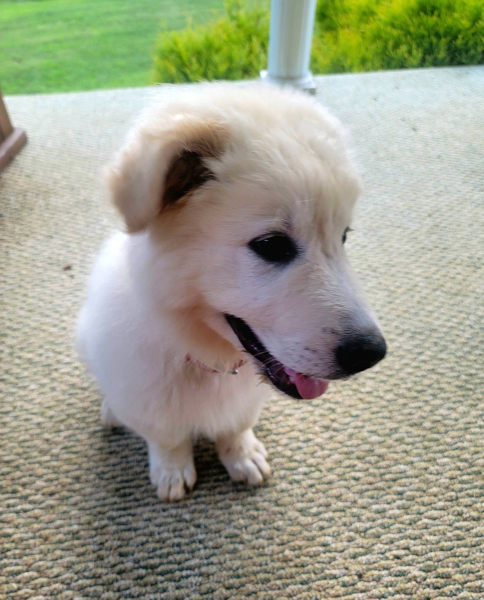 Bojack is registered to the contest to win money with this photo: ancient_dog_breeds, canidae, carnivore, collar, companion_dog, dog, dog_breed, dog_collar, fawn, flooring, grass, non_sporting_group, snout, sporting_group, whiskers, working_animal, working_dog