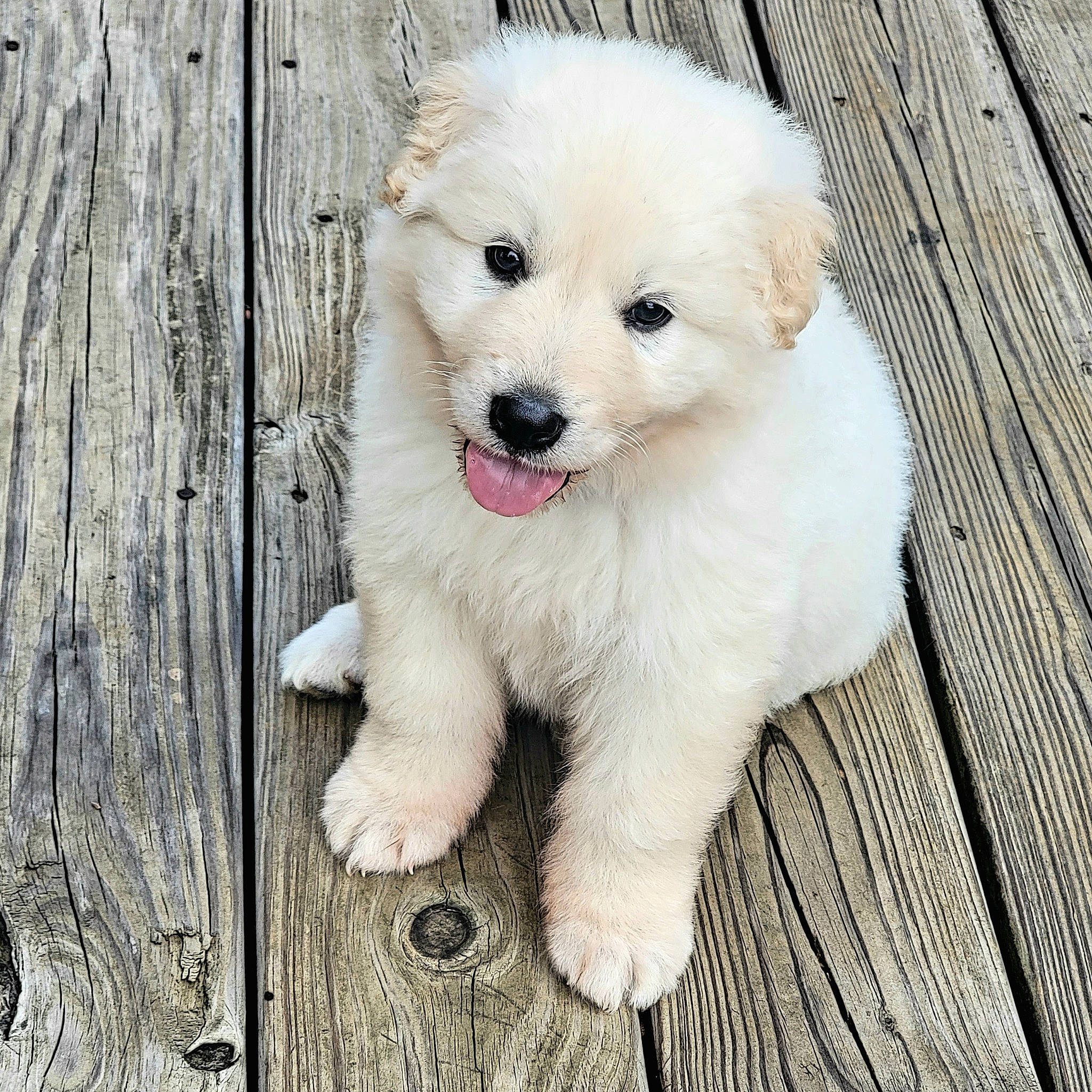 Bojack joined the competition — help win amazing prizes! canidae, carnivore, companion_dog, dog, dog_breed, dog_collar, fawn, fur, hardwood, maltepoo, non_sporting_group, plank, puppy, samoyed, sporting_group, trunk, volpino_italiano, whiskers, wood, working_animal