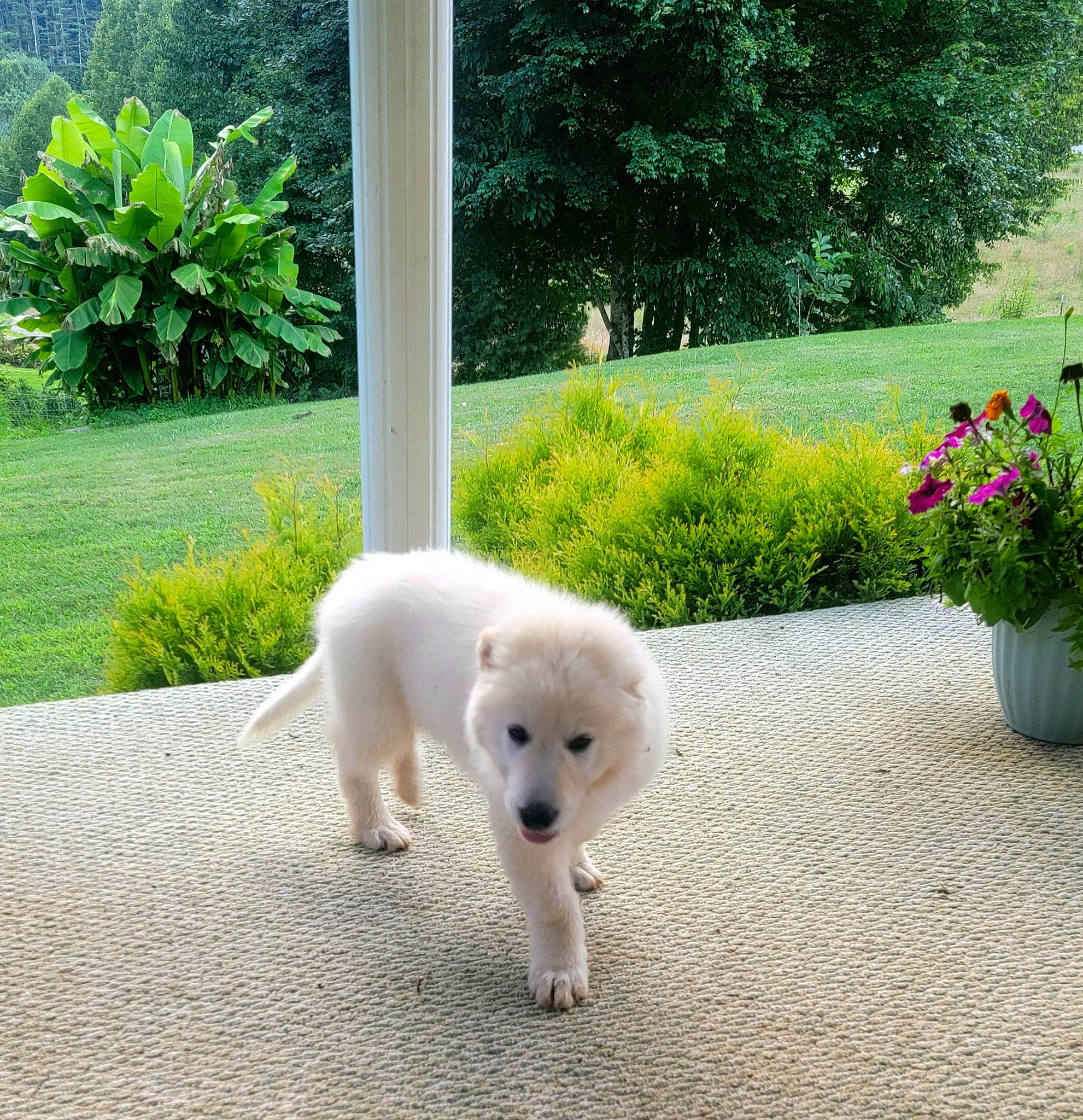 Bojack is registered to the contest to win money with this photo: annual_plant, canidae, carnivore, companion_dog, dog, dog_breed, flower, flowerpot, garden, grass, houseplant, non_sporting_group, petal, plant, shrub, sporting_group, tail, terrestrial_animal, tree, working_animal