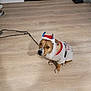 dog, pet, indoor, floor, wooden_floor, hat, clothing, leash, looking_up, brown_dog, cute, festive, costume, animal, canine, adorable, domestic_animal, sitting, white_shirt, ears