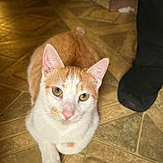 Tiggy is registered to the contest to win money with this photo: animal, cat, close_up, companion, curious, cute, domestic, ears, eye_contact, feline, floor, foot, indoor, looking_up, orange_and_white, paw, pet, soft_light, tile, whiskers