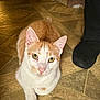 animal, cat, close_up, companion, curious, cute, domestic, ears, eye_contact, feline, floor, foot, indoor, looking_up, orange_and_white, paw, pet, soft_light, tile, whiskers
