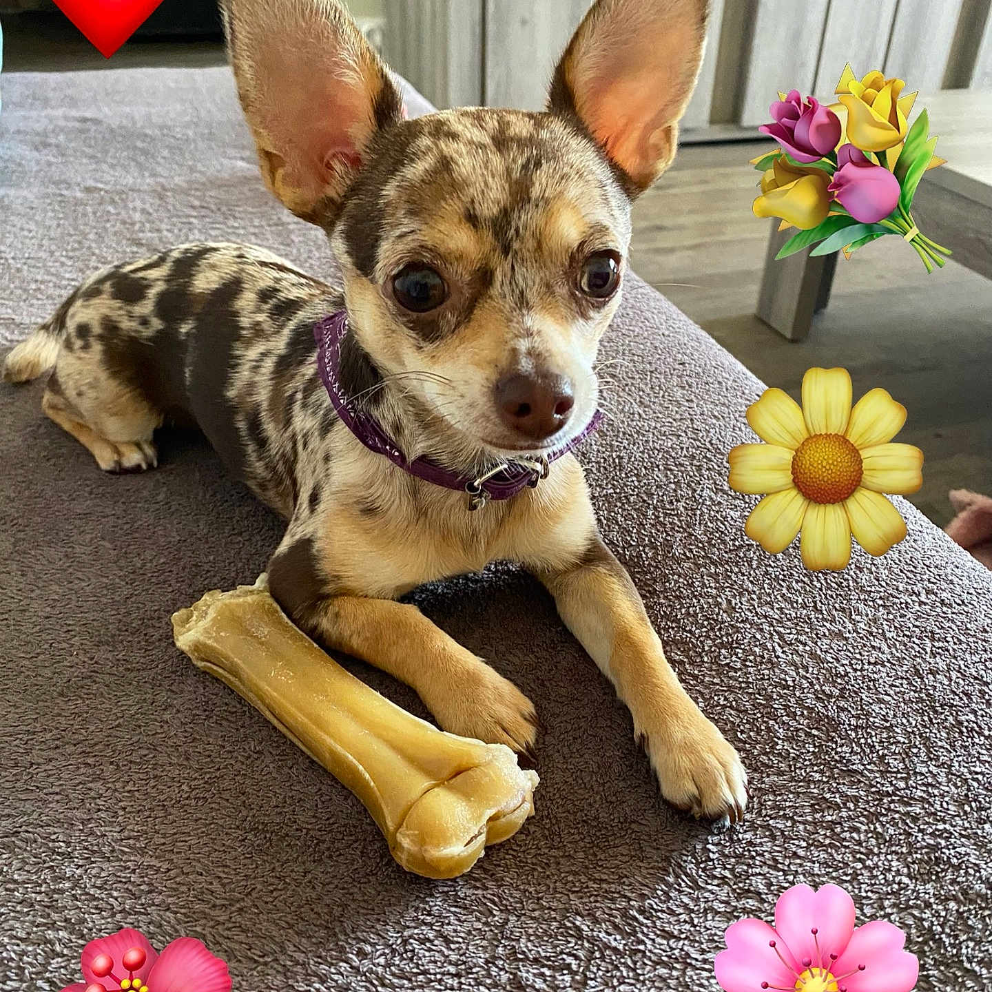 Cookie