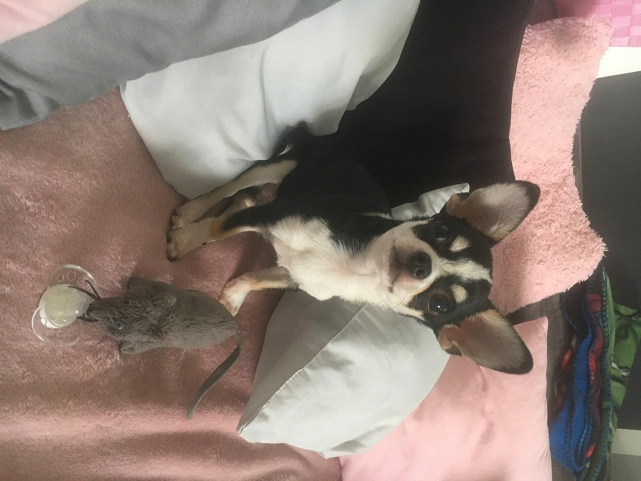 Rio participe au concours pour gagner de l'argent avec cette photo : canidae, carnivore, dog, dog_breed, ear, feist, paw, rat_terrier, ratonero_bodeguero_andaluz, sporting_group, toy_fox_terrier