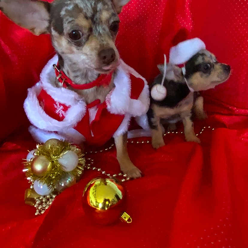 Cookie Et Muffin