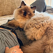 Romeo is registered to the contest to win money with this photo: cat, himalayan_cat, fluffy, pet, tattoo, hand, lap, person, couch, indoor, cozy, fur, relaxed, light, window_blinds, comfort, animal, resting, closeup, domestic