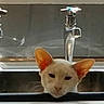 animal, appliance, cat, curious, cute, domestic, ears, face, faucet, feline, funny, household, indoor, kitchen, pet, reflection, resting, sink, water_fixture, white_cat