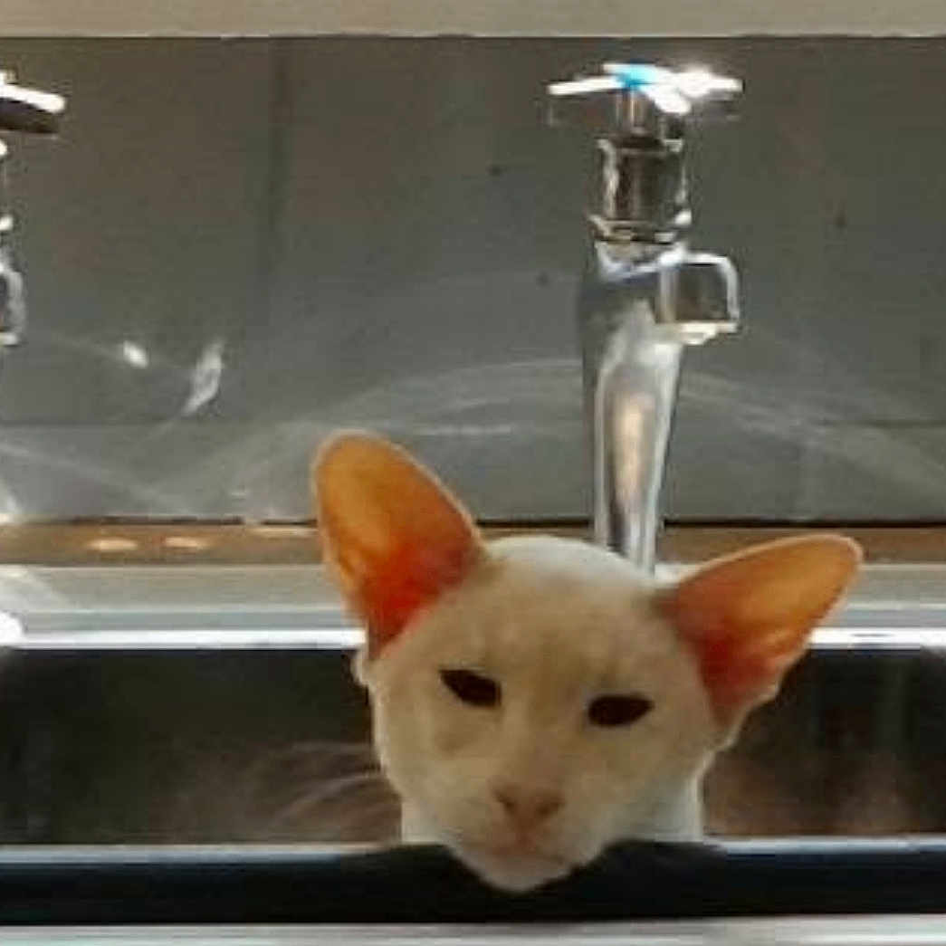 Rio joined the competition — help win amazing prizes! animal, appliance, cat, curious, cute, domestic, ears, face, faucet, feline, funny, household, indoor, kitchen, pet, reflection, resting, sink, water_fixture, white_cat