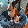 Nala a rejoint le concours — aidez-le/la à gagner de superbes lots ! animal, black_marking, brown_coat, bull_terrier, companion, cozy, cute, dog, fluffy_bed, home, indoor, pet, photography, pointed_ears, portrait, sitting, teddy_bear, toy, white_coat, window