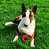 Nala a rejoint le concours — aidez-le/la à gagner de superbes lots ! animal, black_nose, brown_and_white, bull_terrier, canine, daylight, dog, garden, grass, lawn, long_snout, lying_down, outdoor, pet, playful, pointed_ears, portrait, red_toy, ring_toy, sitting