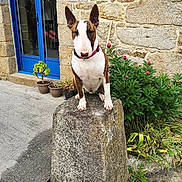 Nala participe au concours pour gagner de l'argent avec cette photo : blue_door, brindle_coat, bull_terrier, collar, dog, flower_pots, flowers, garden, house, outdoor, pet, pink_blossoms, plants, pointed_ears, portrait, potted_plant, standing, stone_pedestal, stone_wall, white_face