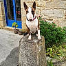 blue_door, brindle_coat, bull_terrier, collar, dog, flower_pots, flowers, garden, house, outdoor, pet, pink_blossoms, plants, pointed_ears, portrait, potted_plant, standing, stone_pedestal, stone_wall, white_face