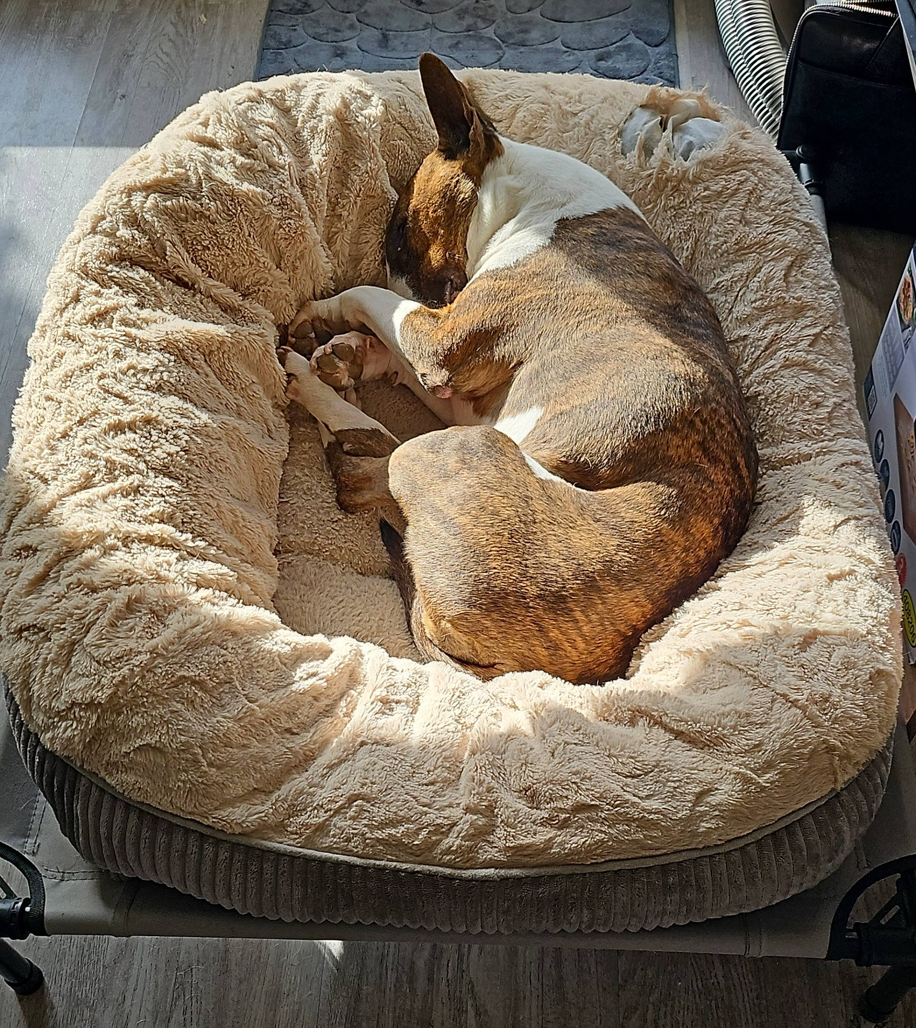 Nala a rejoint le concours — aidez-le/la à gagner de superbes lots ! art, carnivore, cat, cat_bed, cat_supply, circle, comfort, companion_dog, dog, dog_bed, dog_breed, fawn, felidae, fur, linens, pet_supply, small_to_medium_sized_cats, sporting_group, tail, terrestrial_animal