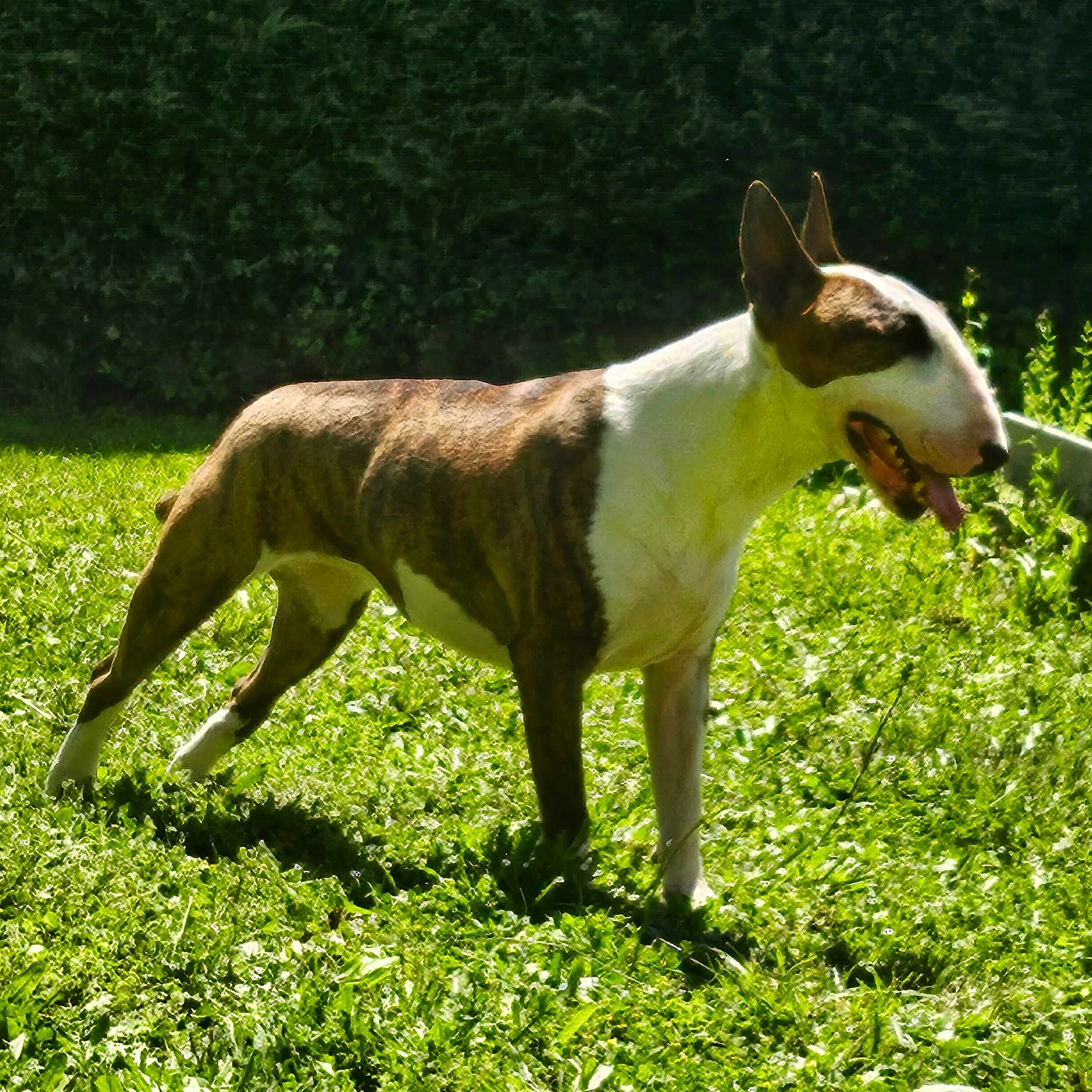Nala