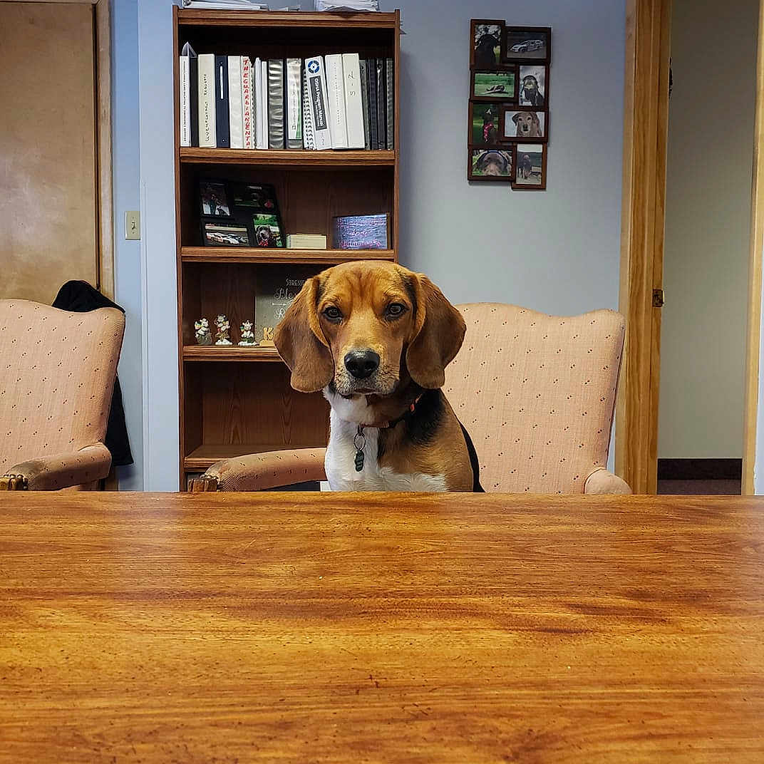 Frank is registered to the contest to win money with this photo: beagle, carnivoran, dog, dog_breed, dog_like_mammal, floor, flooring, furniture, hardwood, harrier, home, house, room, snout, table, window, wood
