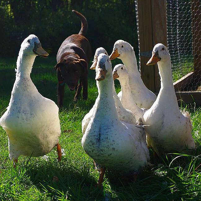 Luey Huey Dewy Daffy Daisy