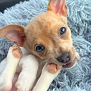 Pearl a rejoint le concours — aidez-le/la à gagner de superbes lots ! puppy, dog, pet, cute, small, ears, paw, fluffy_blanket, cozy, playful, animal, young, fur, adorable, snout, indoor, resting, closeup, soft, companion